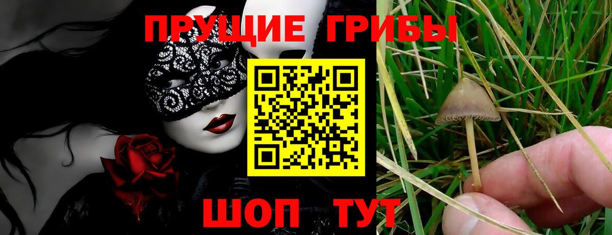 Галлюциногенные грибы Cubensis Кореновск
